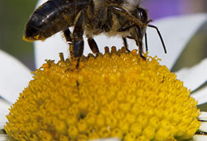 biodiversidad para la proliferación de polinizadores