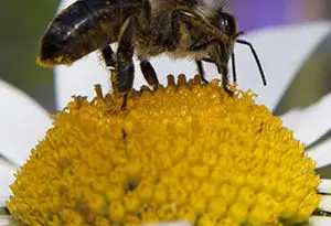 biodiversidad para la proliferación de polinizadores