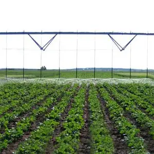 remolacha azucarera y riego con Pivot cultivo de remolacha con riego aspersión Pivot