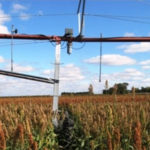 El sorgo responde favorablemente al riego