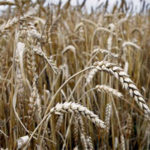 cereal híbrido entre trigo y cebada