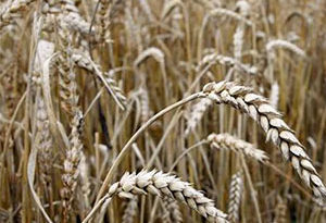 cereal híbrido entre trigo y cebada