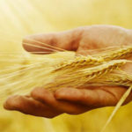 cultivo de trigo y cosechadora