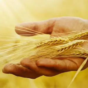 cosecha de trigo cultivo de trigo y cosechadora