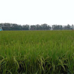 Cultivo de arroz con riego Pivot