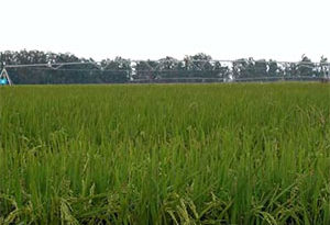 cultivo de arroz con riego Pivot