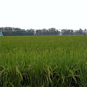 Cultivo de arroz con riego Pivot