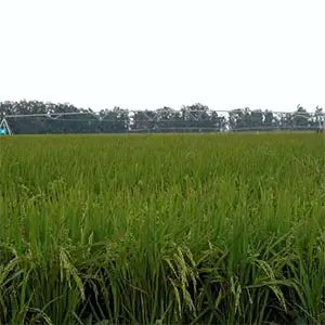 producción de arroz con riego Pivot cultivo de arroz con riego Pivot