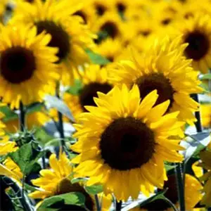 los cinco sentidos de los vegetales vegetales