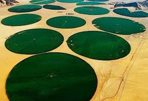 producción agrícola en el desierto con riego mecanizado