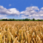 Campo de trigo duro harinero para celíacos