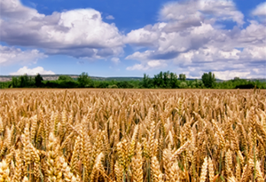 campo de trigo duro harinero para celíacos