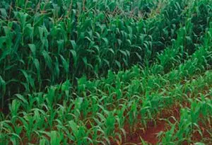 cultivo de maíz con y sin fertilizante