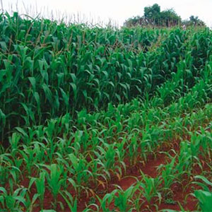 cultivo de maíz con y sin fertilizante