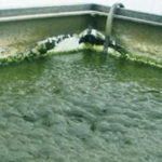 El cloro evita el crecimiento de algas y bacterias