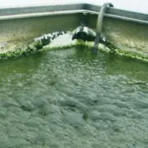 el cloro evita el crecimiento de algas y bacterias