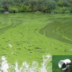 Tratamiento anti-algas en embalses de riego