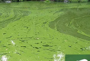 Tratamiento anti-algas en embalses de riego