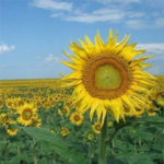 Protección del girasol ante las malas hierbas