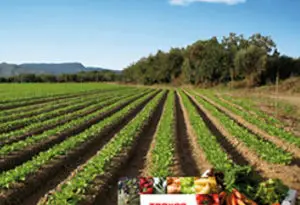 venta directa del agricultor al consumidor