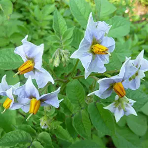 floración en patata floración