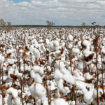cultivo del algodón en el mundo