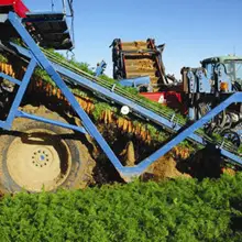 cosechando zanahorias cosecha de zanahorias