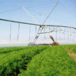 zanahorias con riego por pivote central