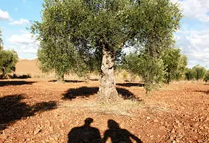 titularidad compartida de las explotaciones agrarias