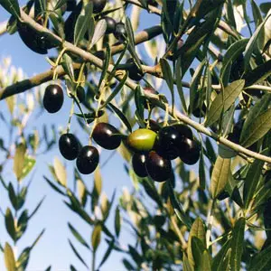 rentabilidad del olivar olivar