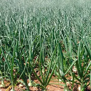cebolla Fuentes de Ebro