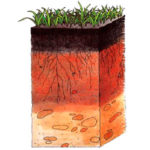 estratos del suelo agrícola