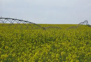 el cultivo de la colza