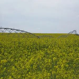 el cultivo de la colza