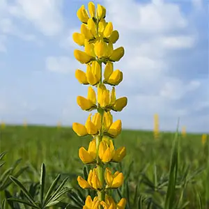 altramuz utilizado como abono verde abono verde