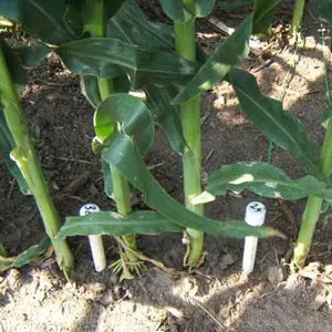 sensor de humedad en un cultivo de maíz sensor de humedad