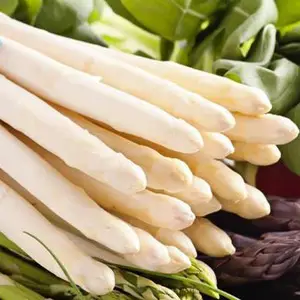 espárragos blancos cultivo de espárragos
