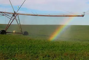 alfalfa deshidratada