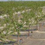 riego de una plantación de almendros