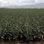 cultivo de brócoli con riego pivote