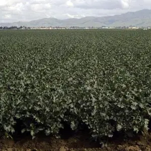 cultivo de brócoli con Pivot cultivo de brócoli