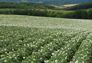 cultivo de patata