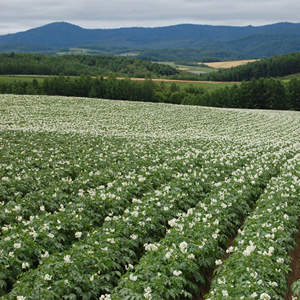 cultivo de patata