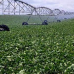 cultivo de soja con riego pivot