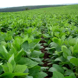 campo de soja cultivo de soja con riego Pivot