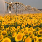 cultivo de girasol con sistemas de riego pivote central Western