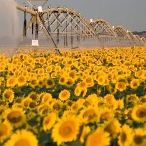 cultivo de girasol bajo riego Pivot cultivo de girasol