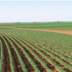 cultivo de judía verde con riego por pivote