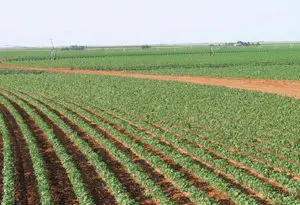 cultivo de judía verde