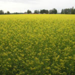 producción de biocombustibles a partir de la soja